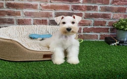 Miniature Schnauzer dogs for sale: Miniature Schnauzer 6 puppies - Image 6