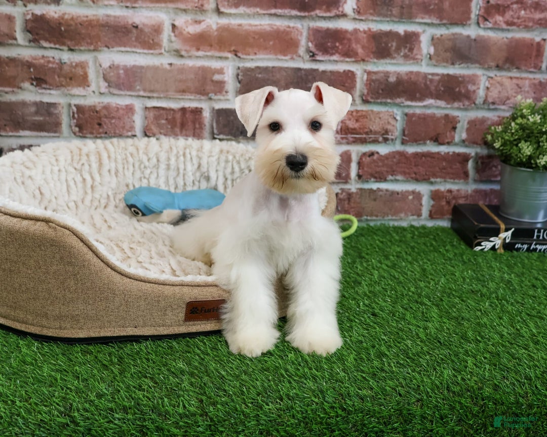 Miniature Schnauzer dogs for sale: Miniature Schnauzer 6 puppies - Image 6