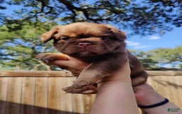 French Bulldog dogs for sale: Roja - Image 2