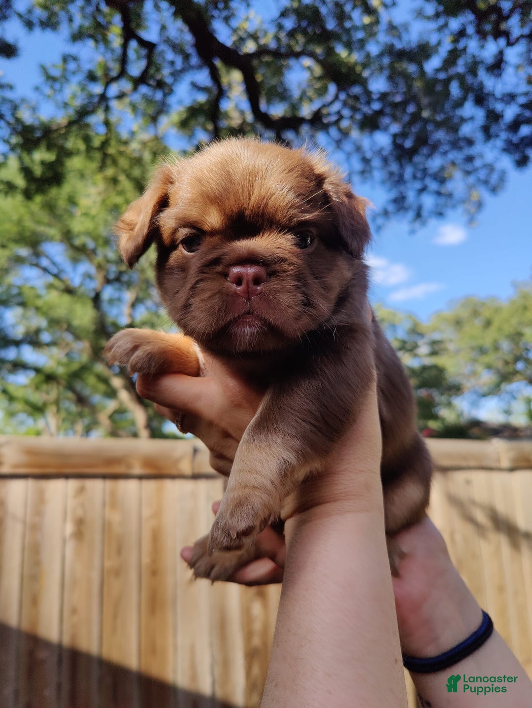 French Bulldog dogs for sale: Roja - Image 2