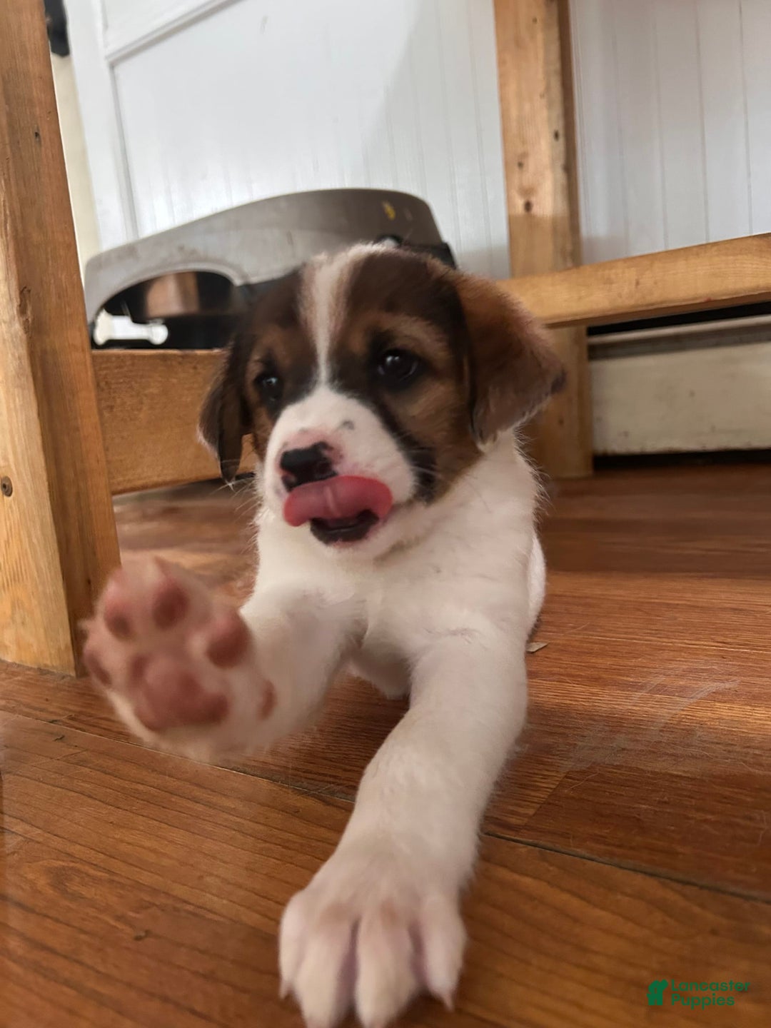 Australian Cattle Dog dogs for sale: Bella - Image 5