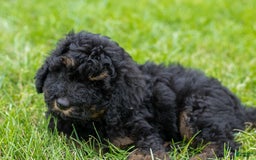 Bernedoodle dogs for sale: Ginger - Image 3