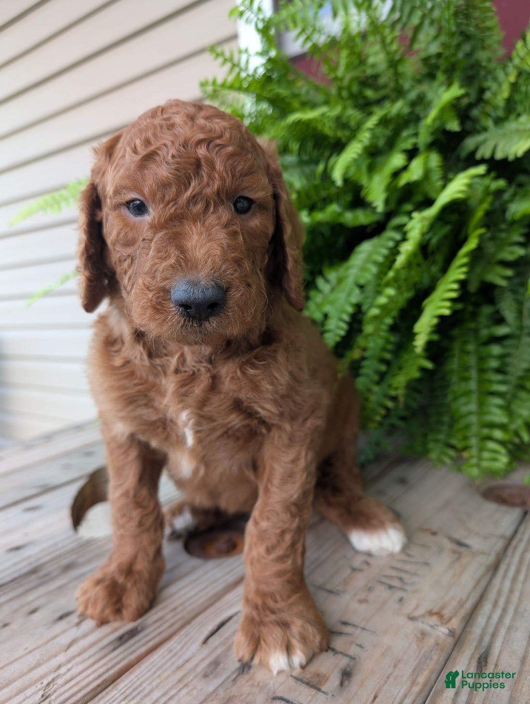 Goldendoodle dogs for sale: Cash - Image 17