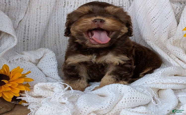 Cockapoo dogs for sale - Ad 2