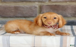 Miniature Dachshund dogs for sale: Sparky - Image 2