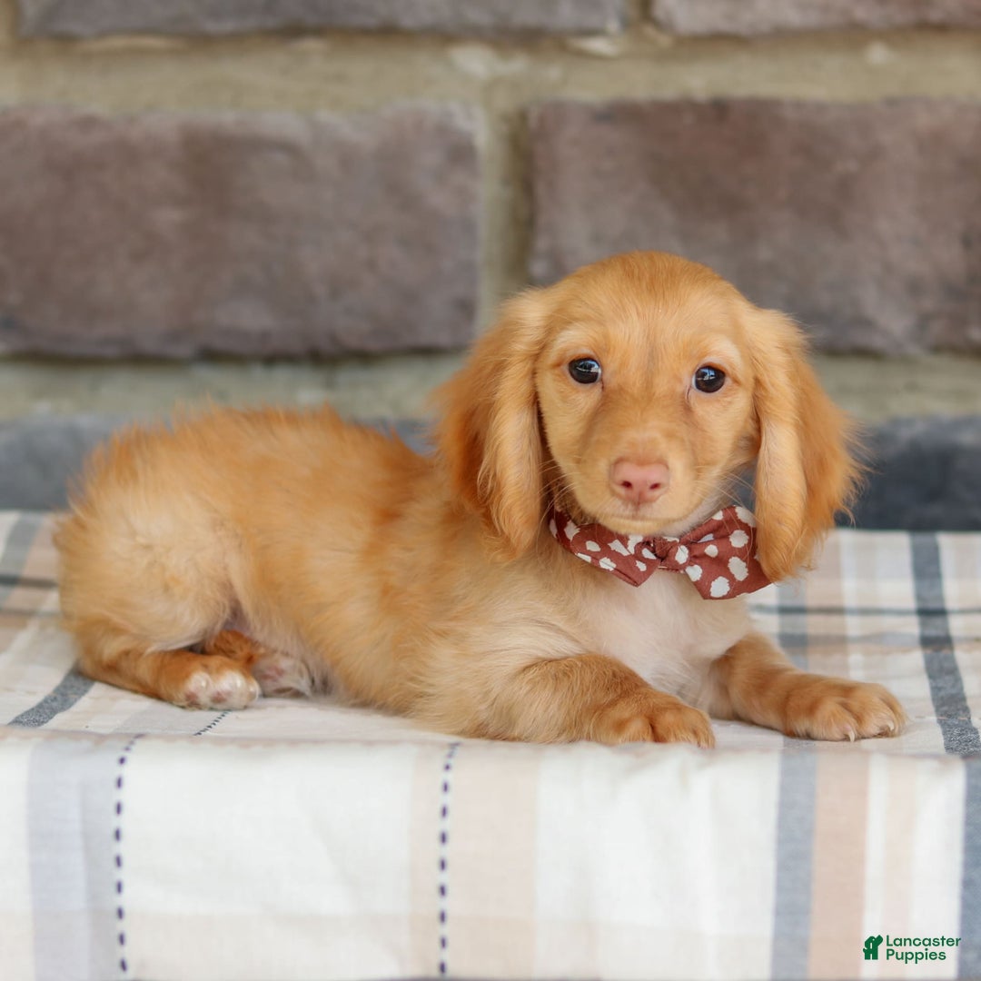 Miniature Dachshund dogs for sale: Sparky - Image 2