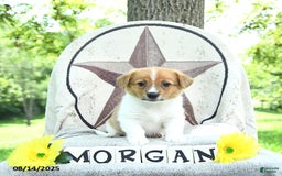 Welsh Corgi Pembroke dogs for sale: Morgan - Image 2