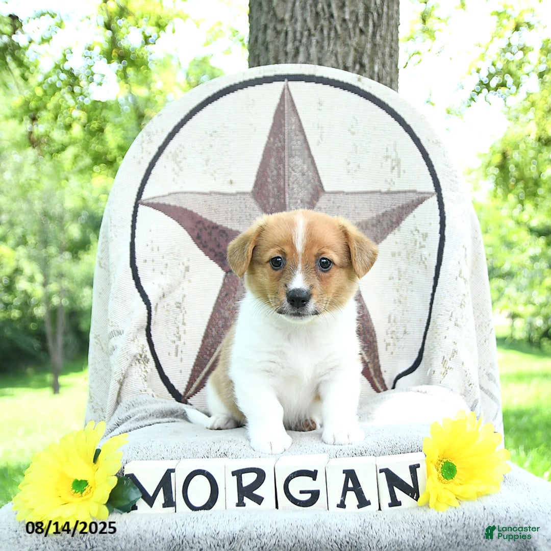 Welsh Corgi Pembroke dogs for sale: Morgan - Image 2