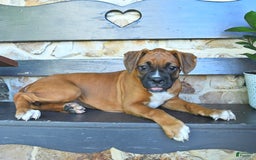 Boxer dogs for sale: Felicity - Image 7
