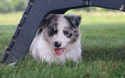 Border Collie dogs for sale: Diesel - Image 3