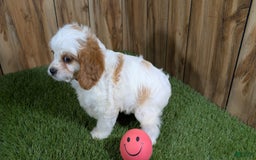 Cavapoo dogs for sale: Fiona Girl 1 - Image 3