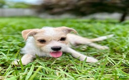Yorkshire Terrier dogs for sale: Thelma - Image 2