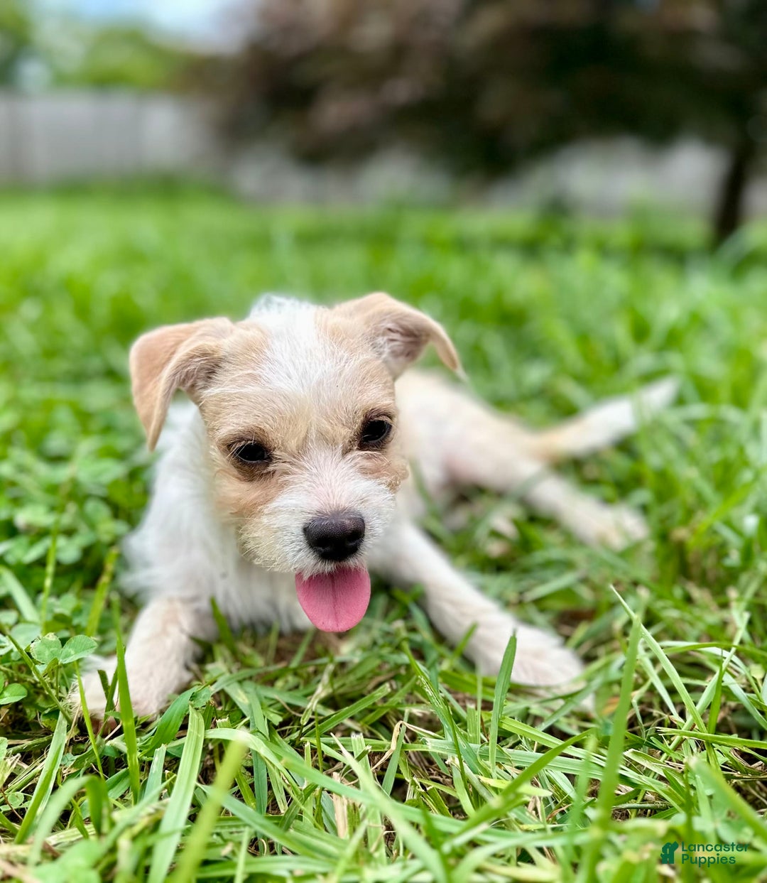 Yorkshire Terrier dogs for sale: Thelma - Image 2