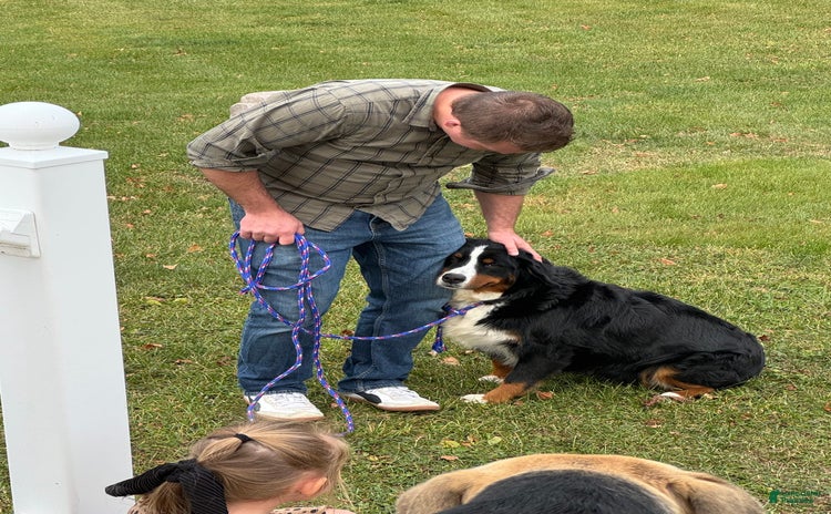 Bernese Mountain Dog dogs - Advert 6