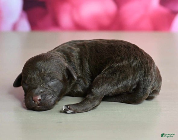 Shihpoo dogs for sale - Ad 2