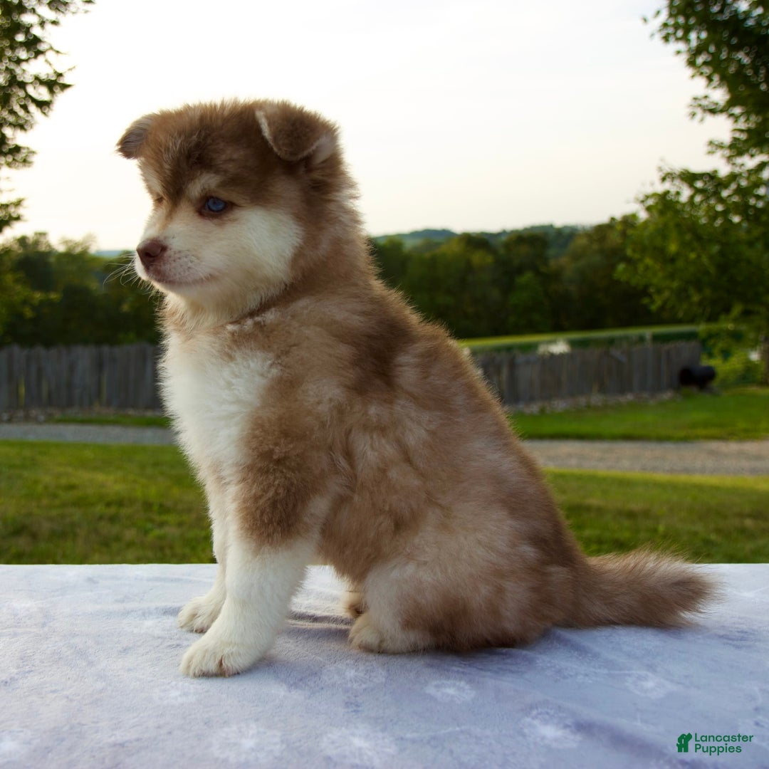 Pomsky dogs for sale: River - Image 4