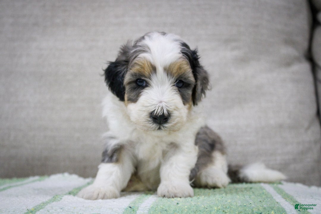 Mini Bernedoodle dogs for sale: Luke - Image 37