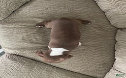 Boston Terrier dogs for sale: Harris - Image 2