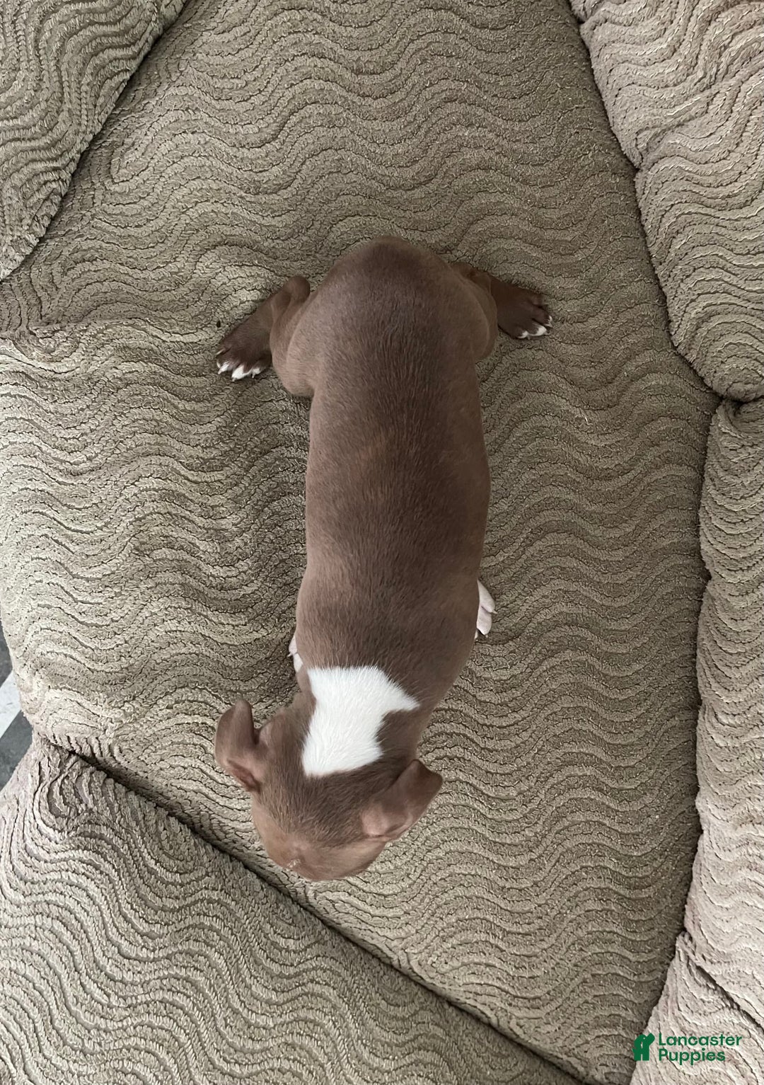 Boston Terrier dogs for sale: Harris - Image 2