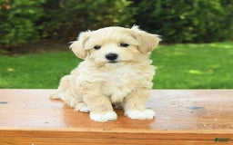 Maltipoo dogs for sale: Muddles - Image 7