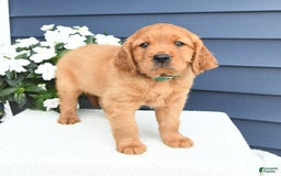 Miniature Golden Retriever dogs for sale: Kent - Image 1