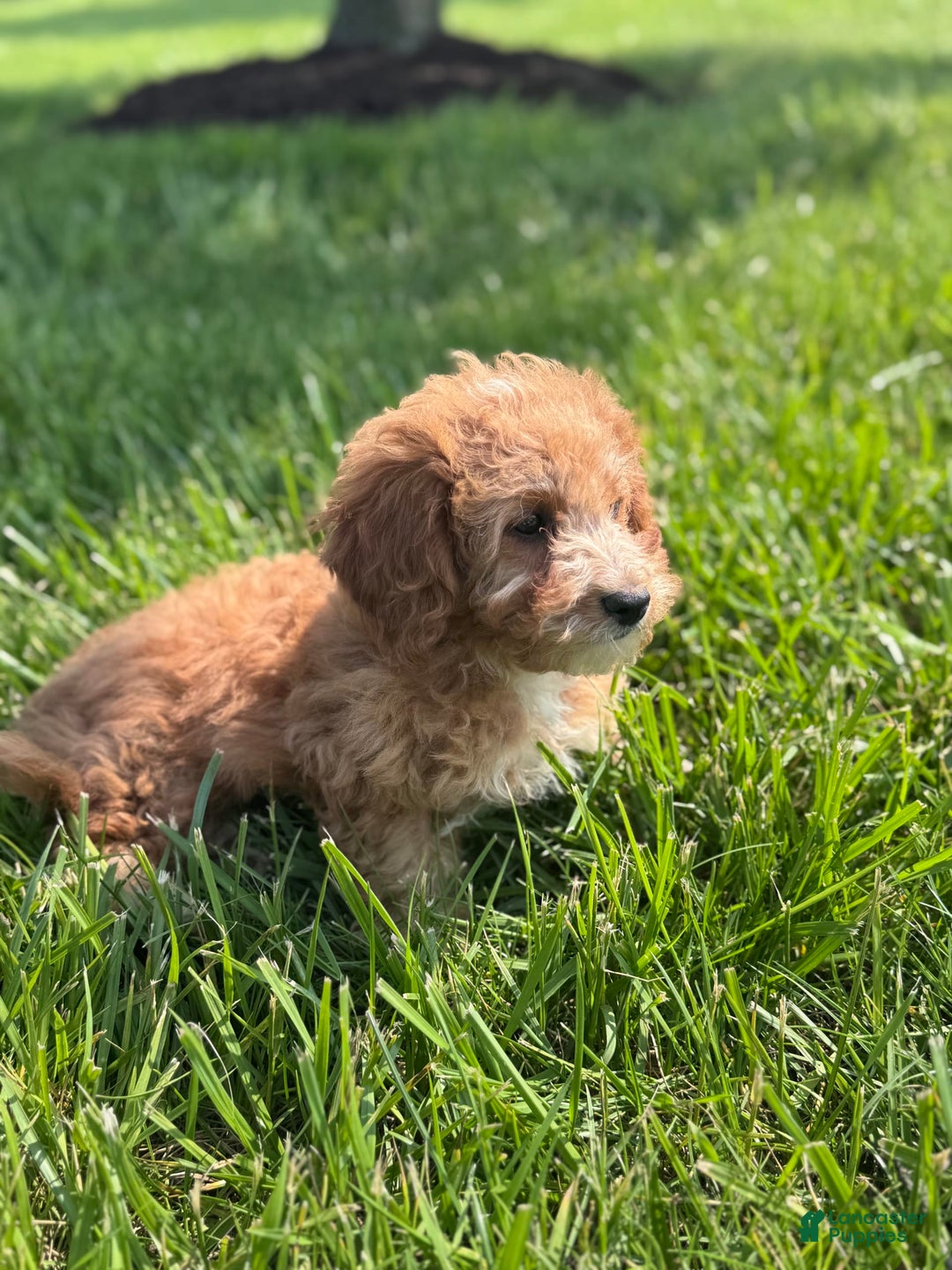 Cavapoo dogs for sale: Bella - Image 3