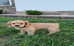 Cocker Spaniel dogs for sale: Bonnie - Image 1
