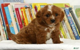Cavapoo dogs for sale: Toby - Image 8