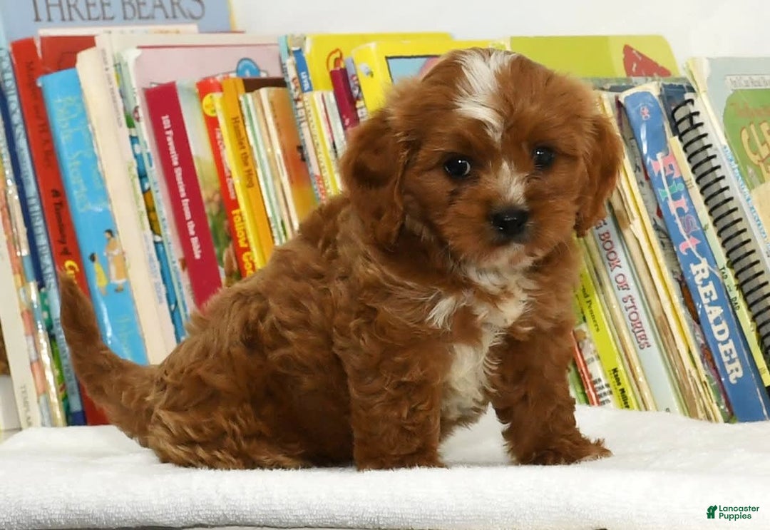 Cavapoo dogs for sale: Toby - Image 8
