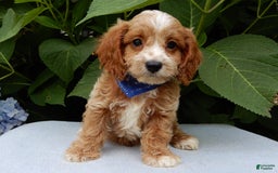 Cavapoo dogs for sale: Tux - Image 2