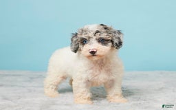 Miniature Poodle dogs for sale: Abby - Image 3