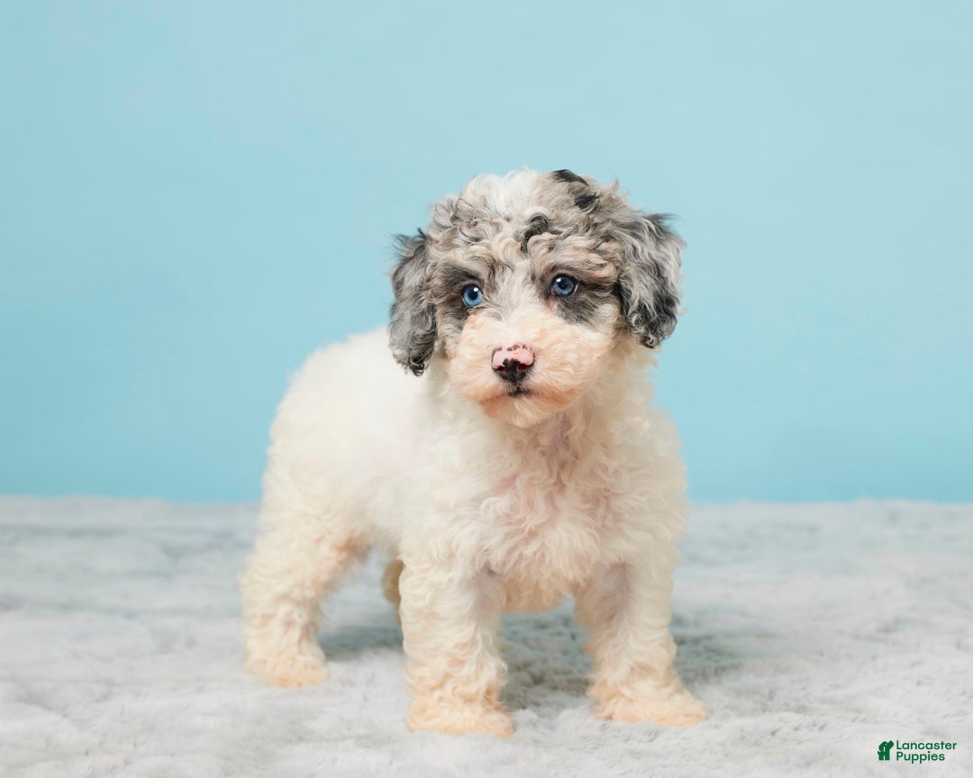 Miniature Poodle dogs for sale: Abby - Image 3