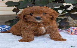 Cavapoo dogs for sale: Remi - Image 7