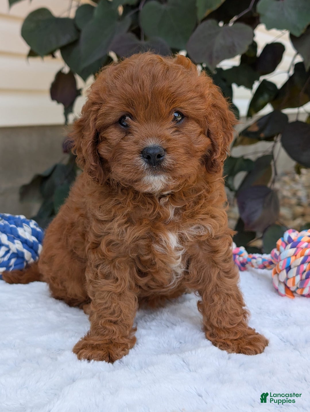 Cavapoo dogs for sale: Remi - Image 7
