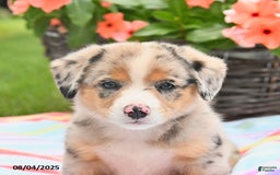 Welsh Corgi Pembroke dogs for sale: Toby - Image 2