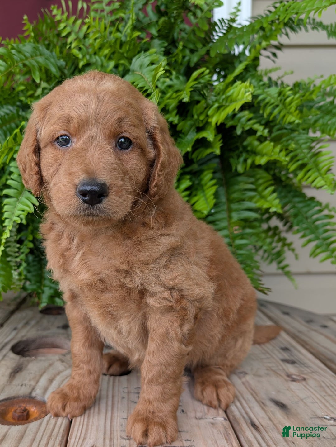 Goldendoodle dogs for sale: Reed - Image 1