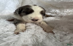 Bernedoodle dogs for sale: Bernedoodle 5 puppies - Image 10