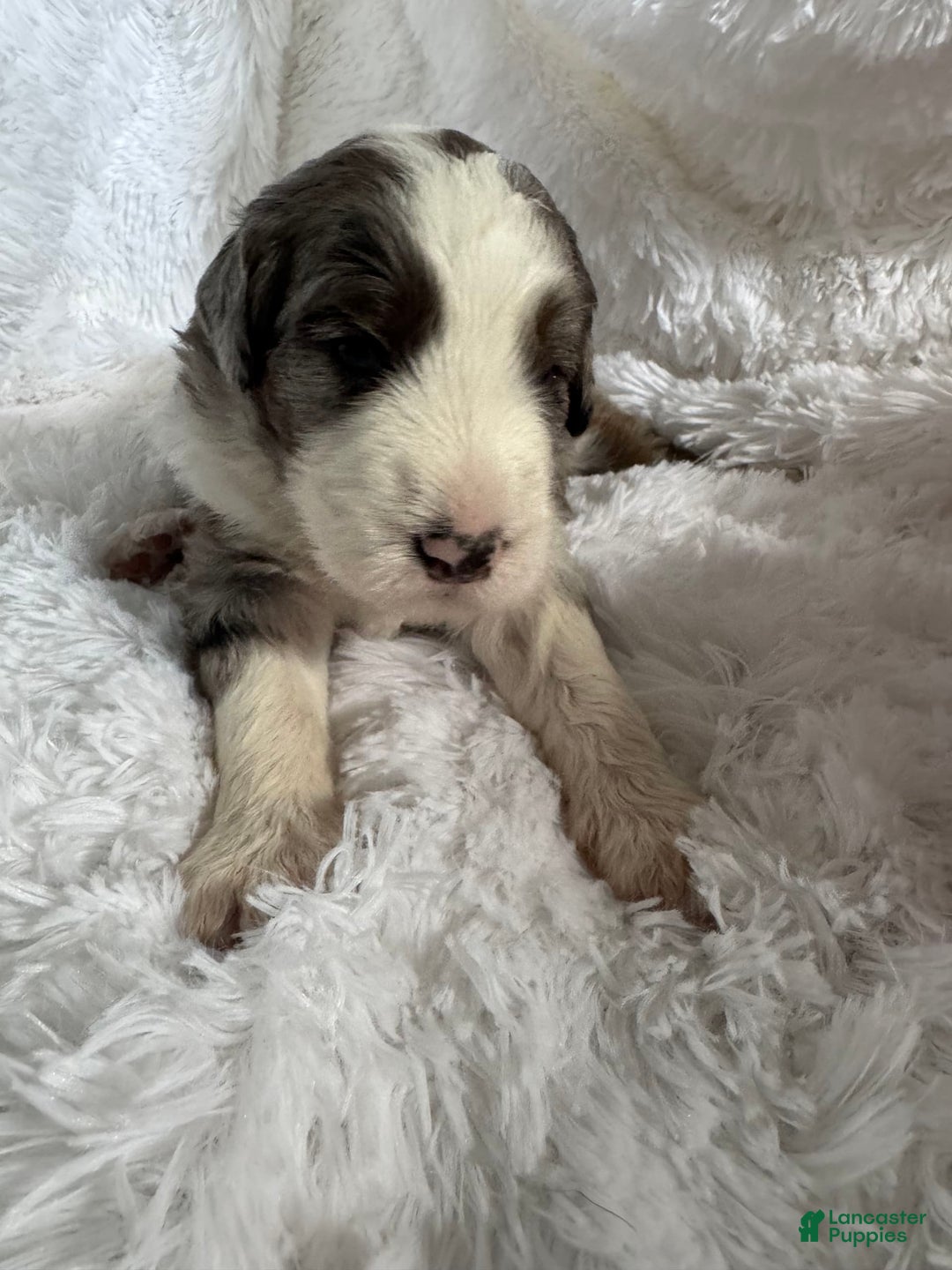 Bernedoodle dogs for sale: Bernedoodle 5 puppies - Image 10