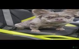 French Bulldog dogs for sale: Fluffy French Bulldog - Image 5