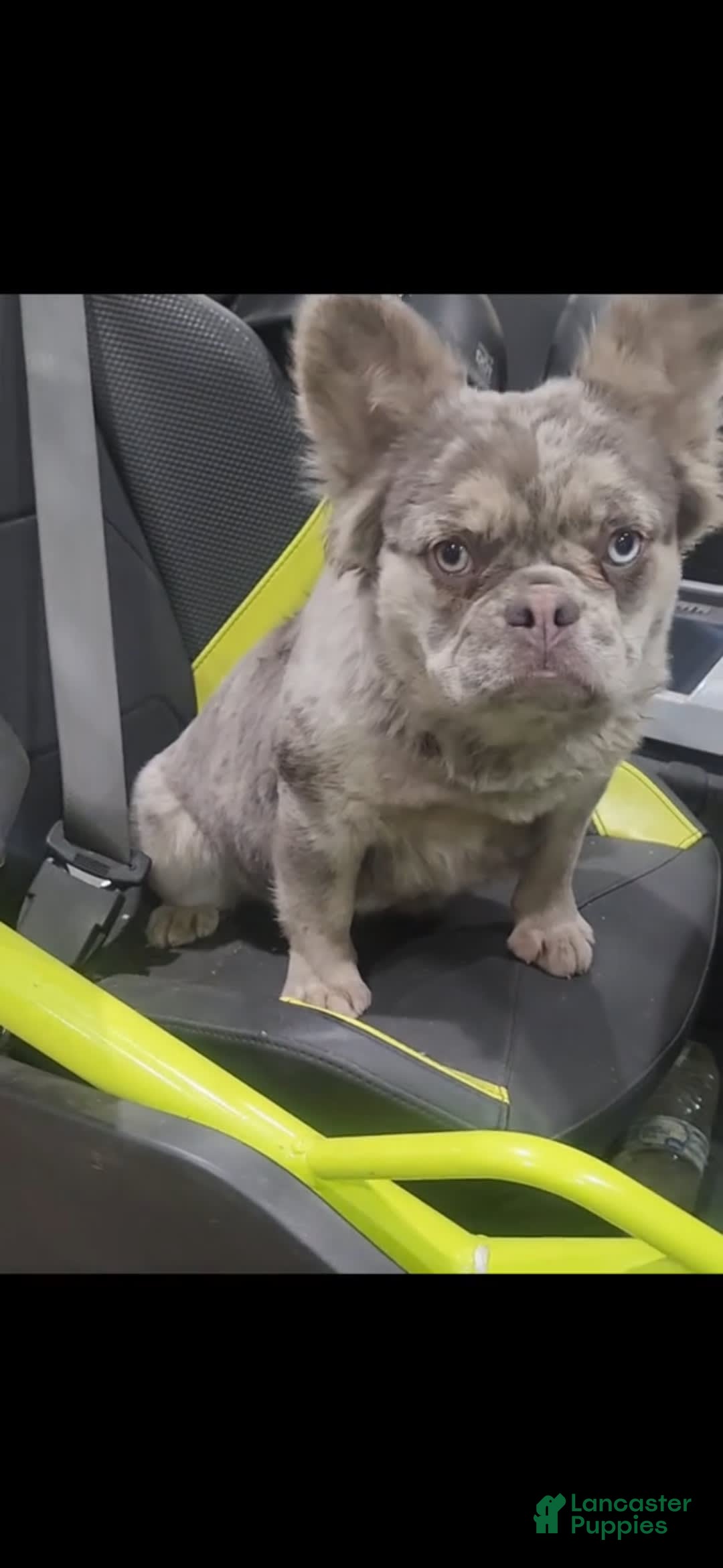 French Bulldog dogs for sale: Fluffy French Bulldog - Image 5