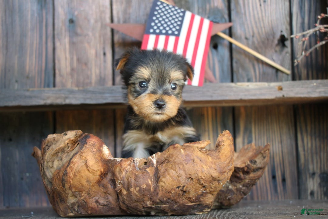 Yorkshire Terrier dogs for sale: Pippin - Image 2