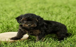 Havapoo dogs for sale: Max - Image 4