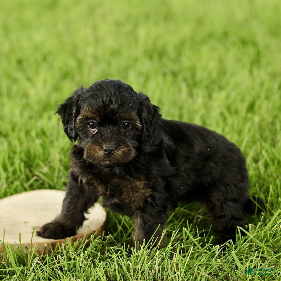 Havapoo dogs for sale: Max - Image 4