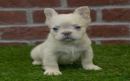 French Bulldog dogs for sale: Abby - Image 5