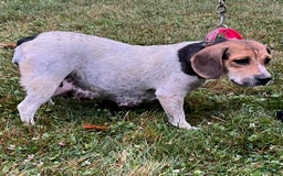 Beabull dogs for sale: Irving - Image 10