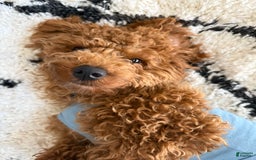 Mini Goldendoodle dogs for sale: Remy - Image 2