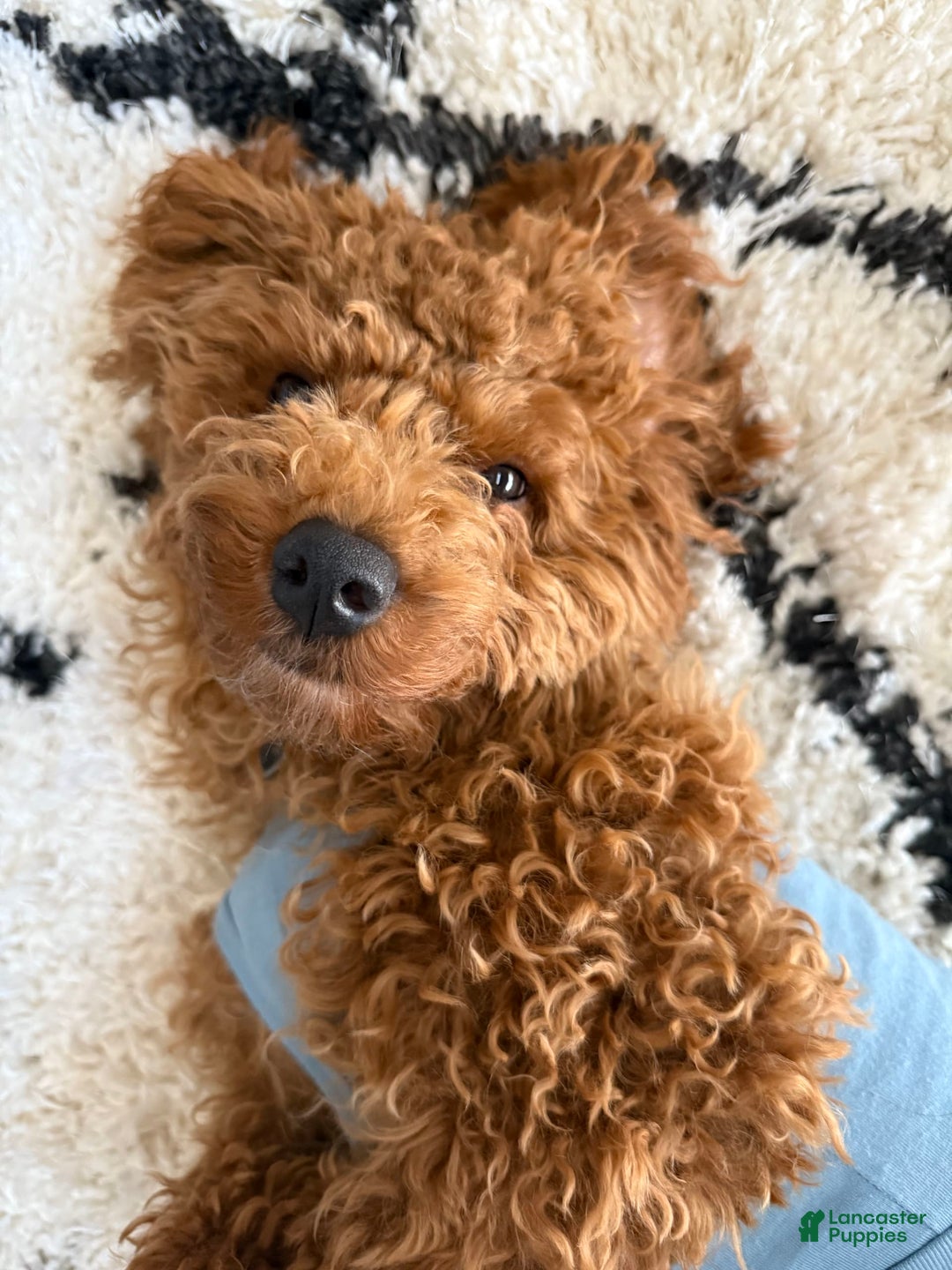 Mini Goldendoodle dogs for sale: Remy - Image 2