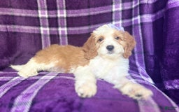 Cavapoo dogs for sale: Sophie - Image 2