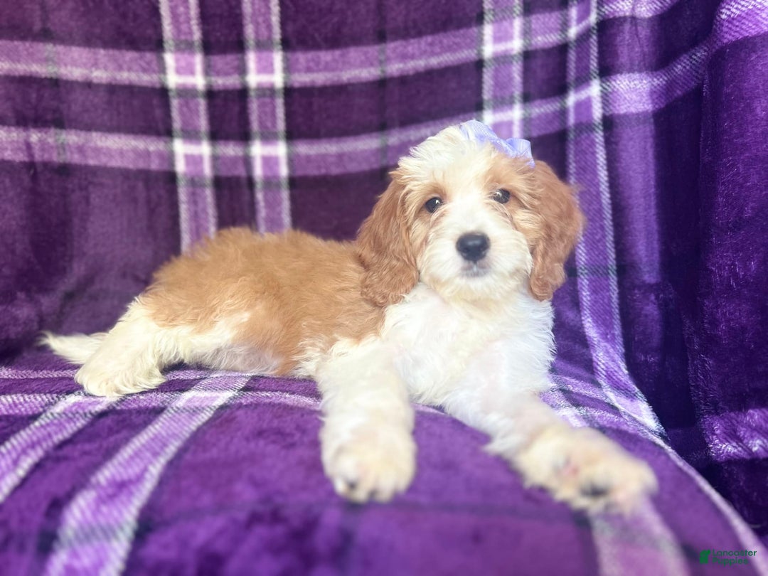 Cavapoo dogs for sale: Sophie - Image 2