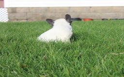 French Bulldog dogs for sale: Stiles - Image 13